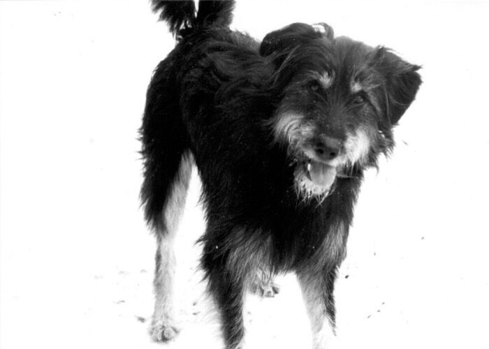 Black & White photo of a German Shephard/Schapendoes mix looking friendly at the camera