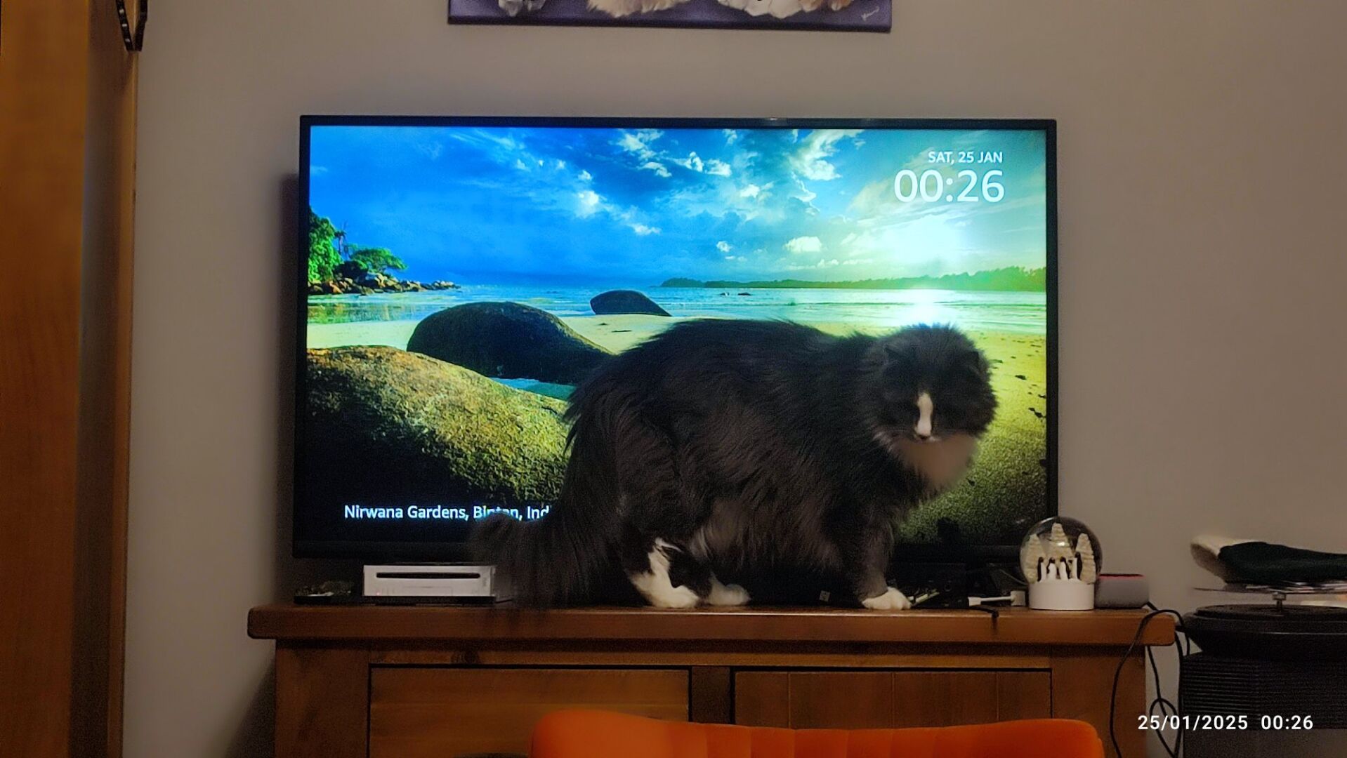 Fluffy cat walking around on top of a TV cabinet with a penguin snow globe just in front of him