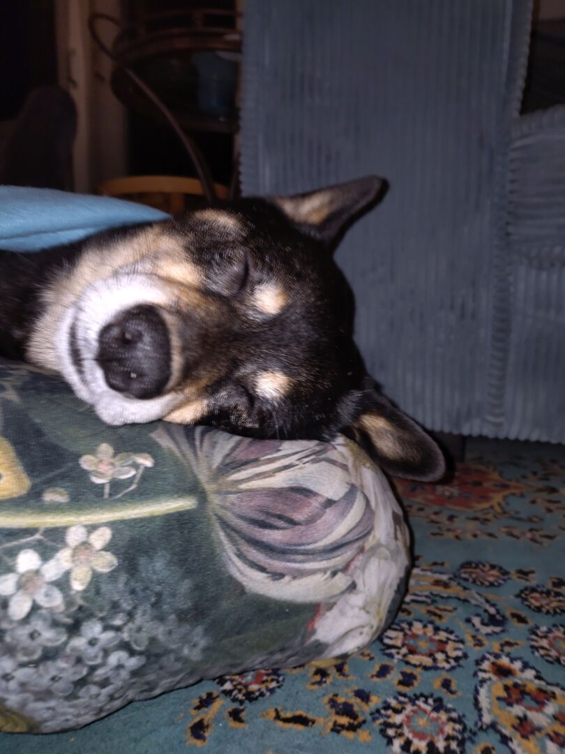 Bliksem sleeping, with a cushion supporting his head