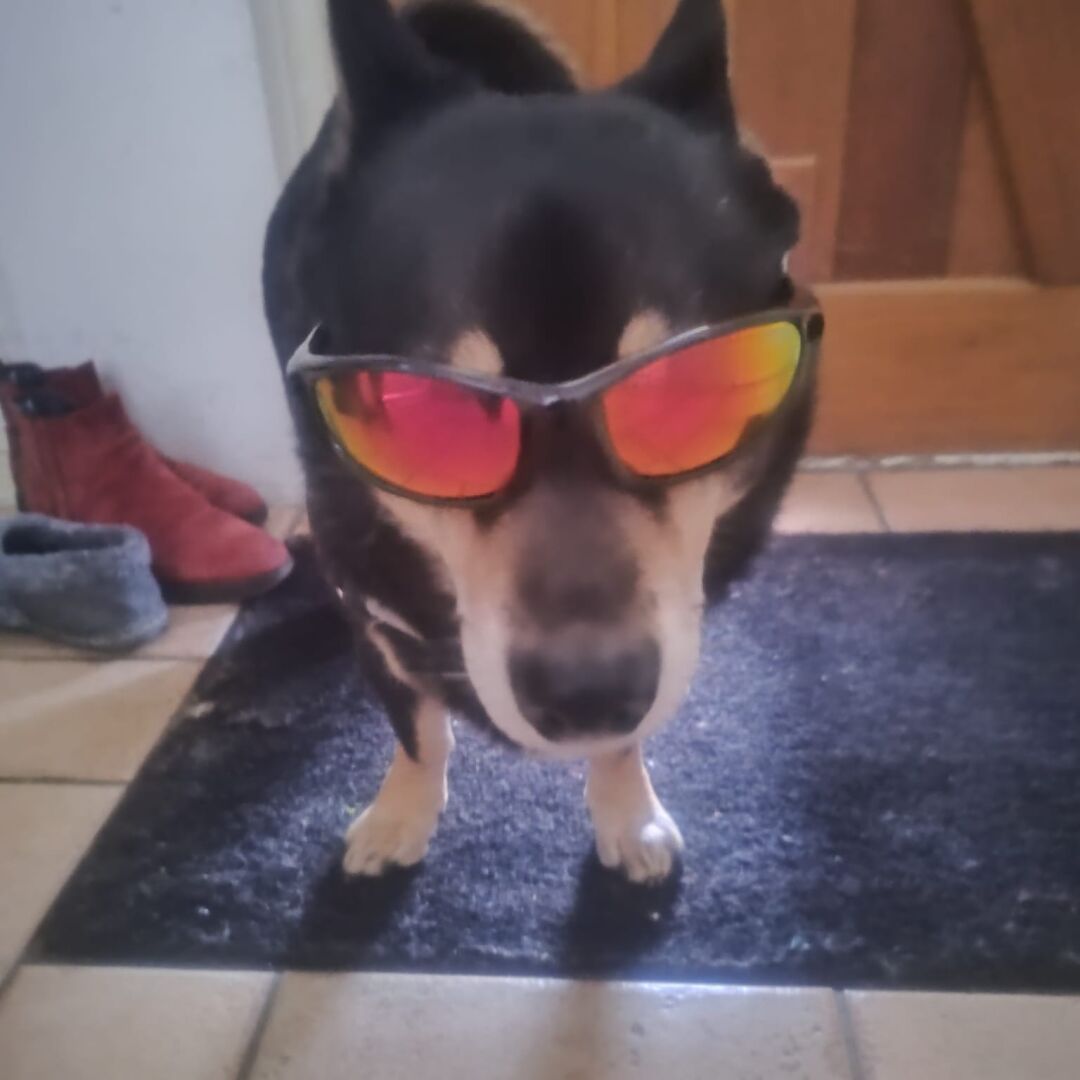 Hello world! Bliksem is greeting you with an intimidating stare, wearing reflecting sunglasses