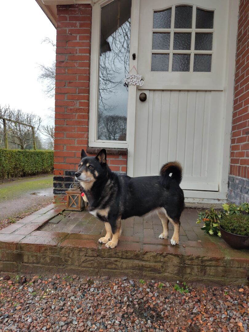 Photo of Bliksem standing in front of the frontdoor, analysing the moisty weather.